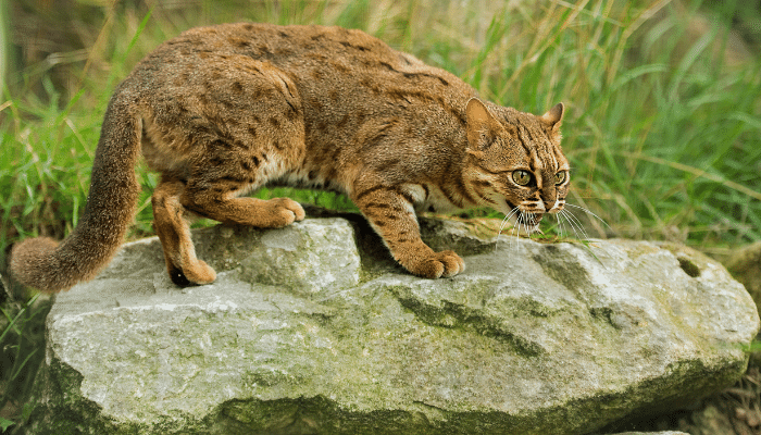 Gatos pequenos - Descubra algumas das menores raças de felinos