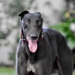 Greyhound - Descubra mais sobre esta raça de cão de corrida!