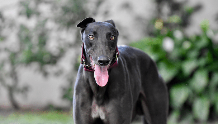 Greyhound - Descubra mais sobre esta raça de cão de corrida!