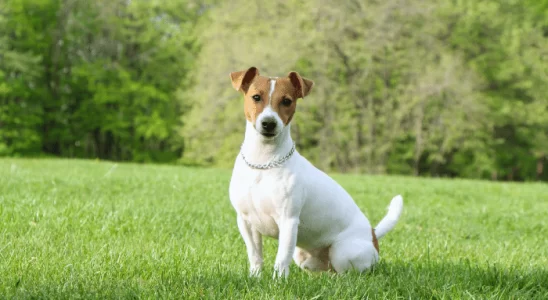 Jack Russell - Ativo e aventureiro. Saiba mais sobre este cãozinho!