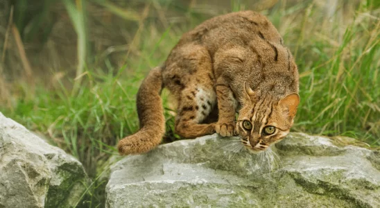 Menor gato do mundo - Saiba mais sobre ele!