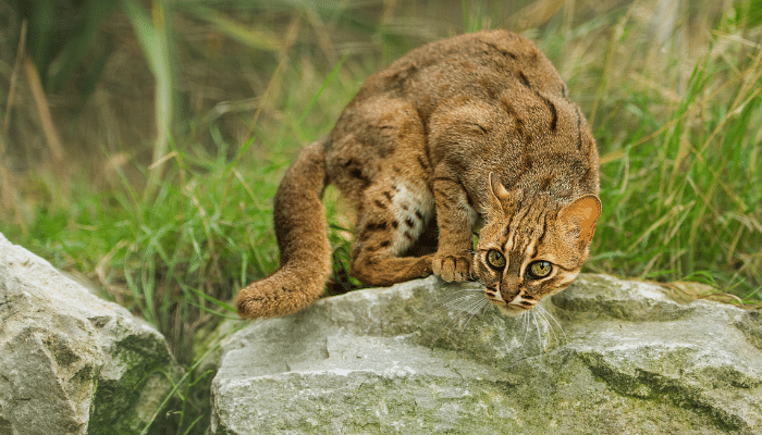 Menor gato do mundo - Saiba mais sobre ele!