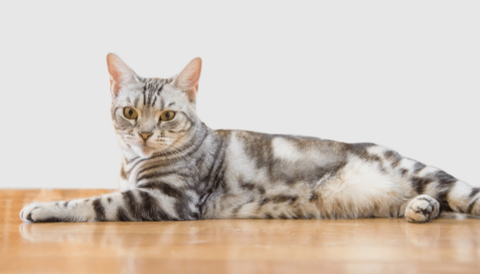 Pelo Curto Brasileiro - Saiba mais sobre este gato!