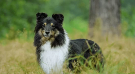 Raças parecidas com Border Collie - Confira agora 3 destas raças!