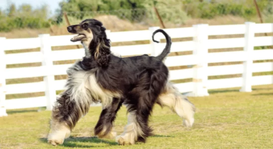 Afghan Hound - Elegante e reservado. Saiba mais sobre essa raça!