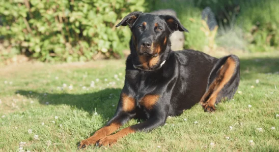 Beauceron - Cão de pastoreio francês de pelo curto. Saiba mais!