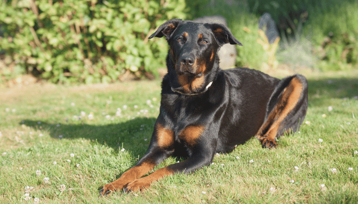 Beauceron - Cão de pastoreio francês de pelo curto. Saiba mais!