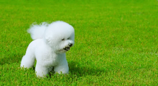 Bichon Bolonhês - Saiba mais sobre essa raça de cão de família!