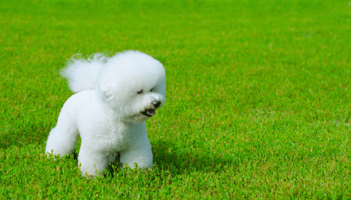 Bichon Bolonhês - Saiba mais sobre essa raça de cão de família!