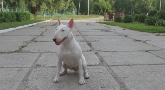 Bull Terrier - Saiba mais sobre esse cão corajoso e enérgico!