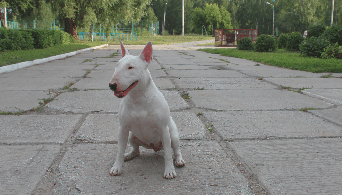 Bull Terrier - Saiba mais sobre esse cão corajoso e enérgico!