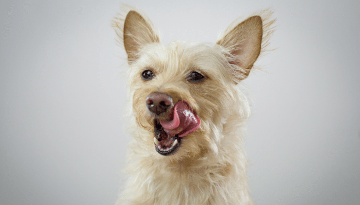 Cachorro lambendo parede - Por que ele faz isso?