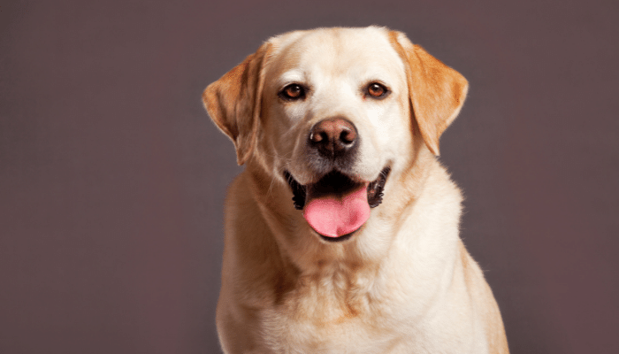 Cachorro respira pela boca? Mito ou verdade. Descubra agora!