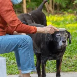 Cuidados com cães idosos - Confira como mantê-los saudáveis!