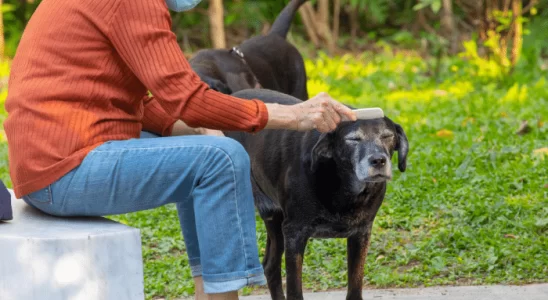 Cuidados com cães idosos - Confira como mantê-los saudáveis!