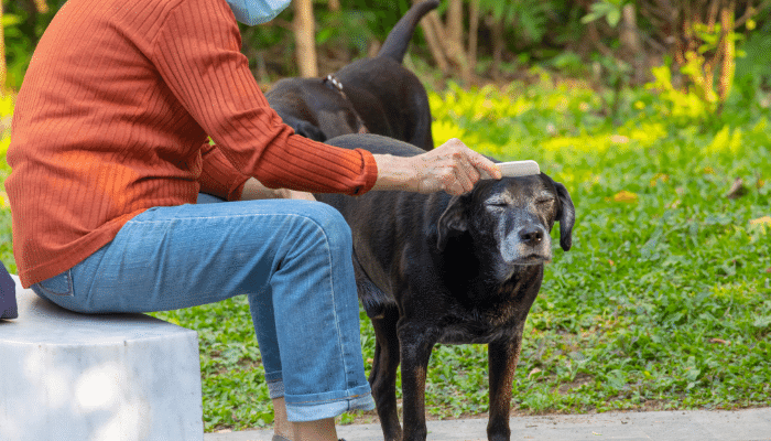 Cuidados com cães idosos - Confira como mantê-los saudáveis!