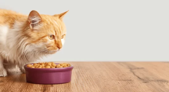 Gato comendo pouco - Confira agora 3 possíveis causas!