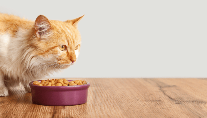 Gato comendo pouco - Confira agora 3 possíveis causas!