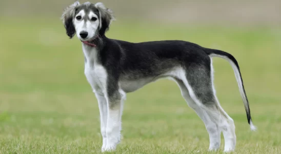 Saluki - Saiba mais sobre essa antiga raça de cão!