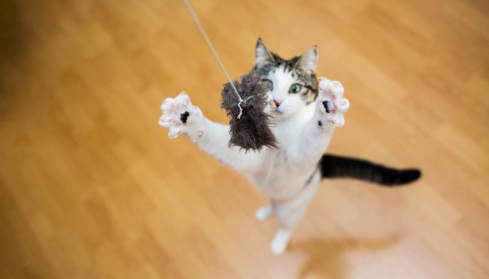 Brinquedos para gato - Quais os melhores para entreter o seu