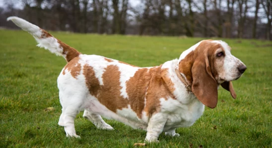 Cão Basset Hound - Saiba mais sobre esses cães leais