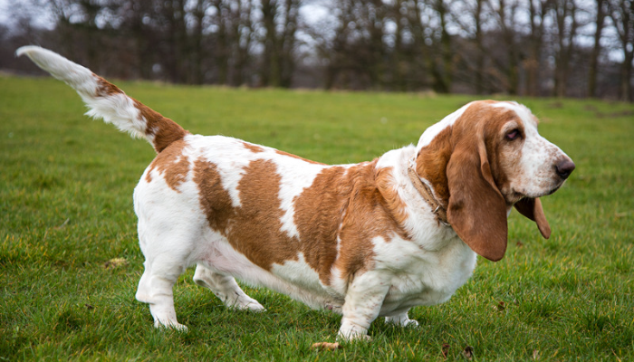 Cão Basset Hound - Saiba mais sobre esses cães leais