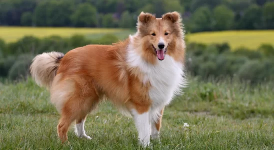 Cão Pastor Shetland - Descubra mais sobre essa raça