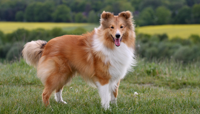 Cão Pastor Shetland - Descubra mais sobre essa raça