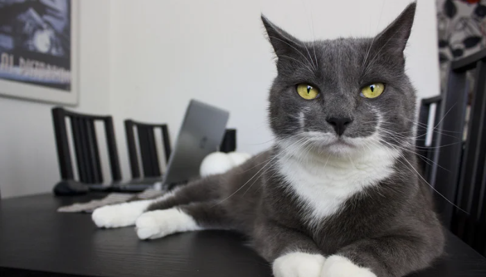 Raça de gato perfeita - Como escolher para sua família