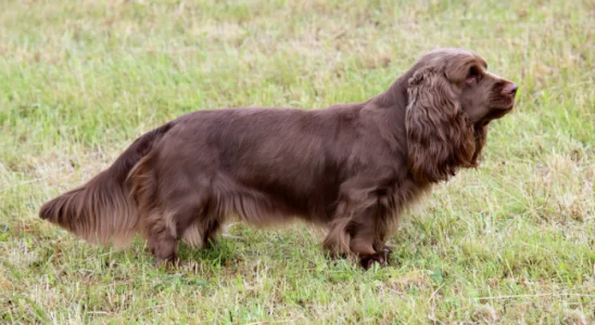 Sussex Spaniel - Saiba mais sobre esse cão gentil e afetuoso