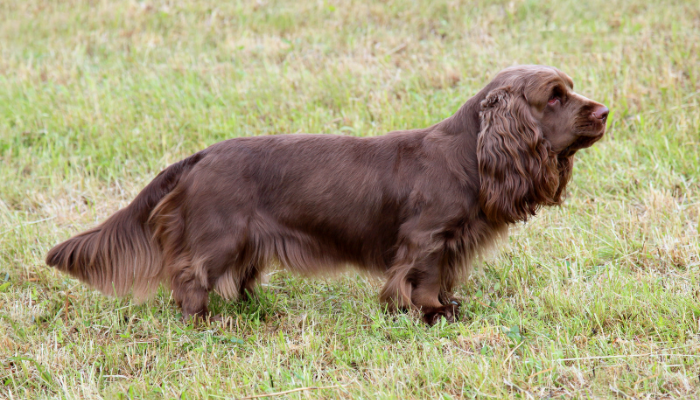 Sussex Spaniel - Saiba mais sobre esse cão gentil e afetuoso