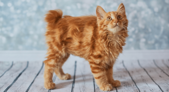 American Bobtail - Saiba mais sobre esse gato amigável