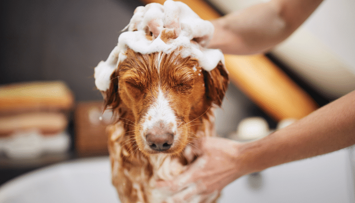 Saúde do seu Cachorro: Prevenção e Tratamento de Doenças