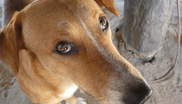 Askal Temperamento e Origem dos Cachorros dessa Raça