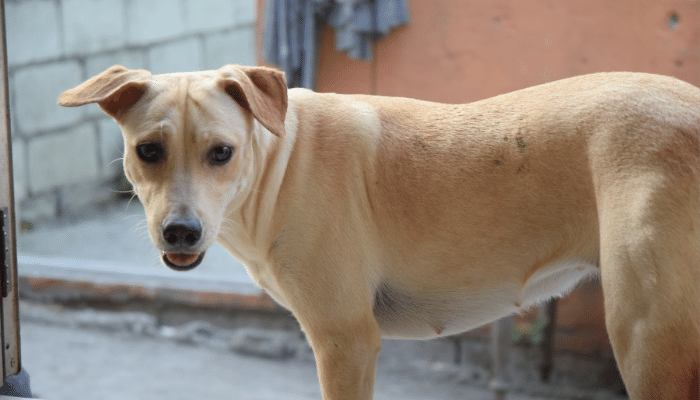 Askal Temperamento e Origem dos Cachorros dessa Raça