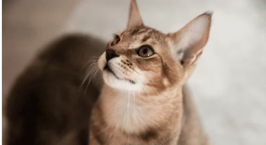 Chausie Explorando a Elegante Raça de Gatos Híbridos