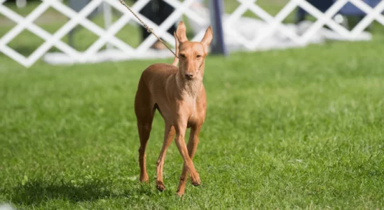 Cirneco do Etna A Elegância Canina da Sicília