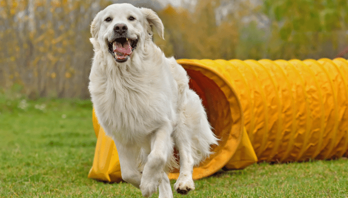 Como Fazer os Exercícios Adequados para Ter um Pet Saudável