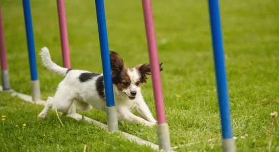 Como Fazer os Exercícios Adequados para Ter um Pet Saudável