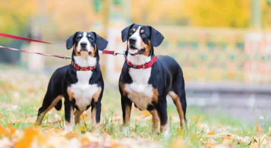 Entlebucher Mountain Dog O Poderoso Cão das Montanhas Suíças