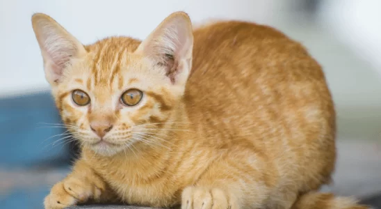 Gato Ceylon Descobrindo a Beleza e os Seus Mistérios