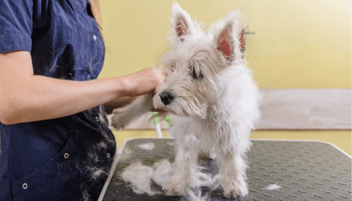 Pet Shop Espaço de Cuidado e Carinho para seus Pets