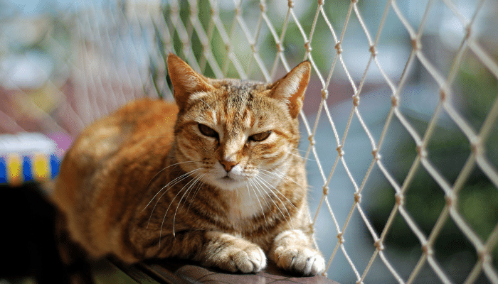 Pet certo para você - Como escolher? 