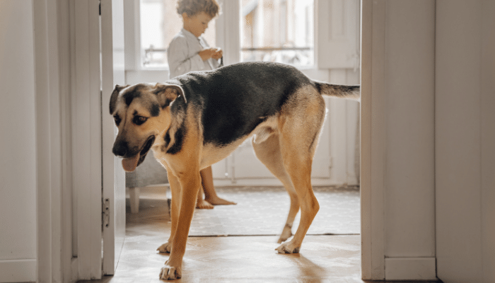 Pet certo para você - Como escolher?