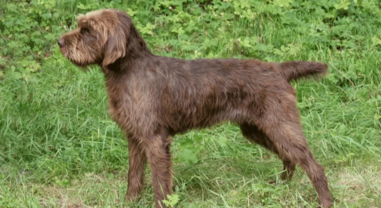 Pudelpointer Conheça essa Incrível Raça de Cachorro