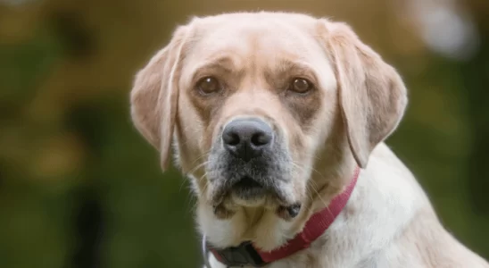 Cão Idoso Ativo e Saudável Confira os Exercícios e Atividades