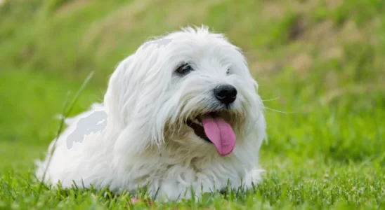 Raça Coton de Tulear Os Cães de Companhia Charmosos