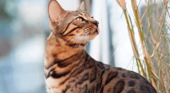 Gato e Seus Sentidos Mundo pelos Olhos, Ouvidos e Nariz Felinos