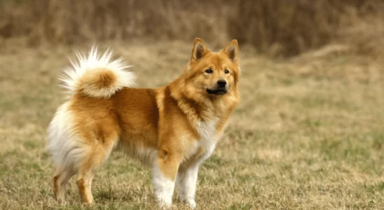 Icelandic Sheepdog A Raça Encantadora e Ágil