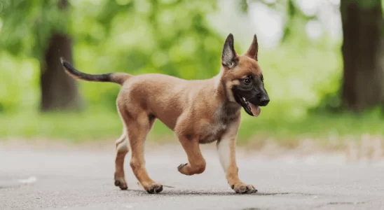 Pastor Malinois Uma Raça Canina Versátil e Impressionante